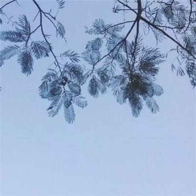 Manus终于喝下自己藏好的毒